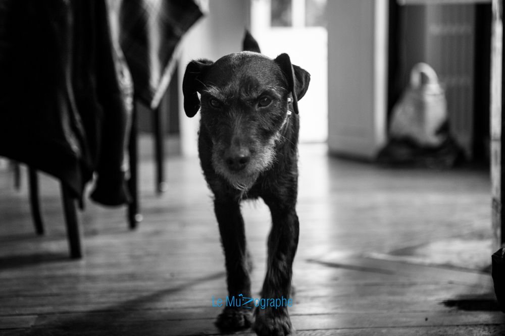 Buck, le jagdterrier