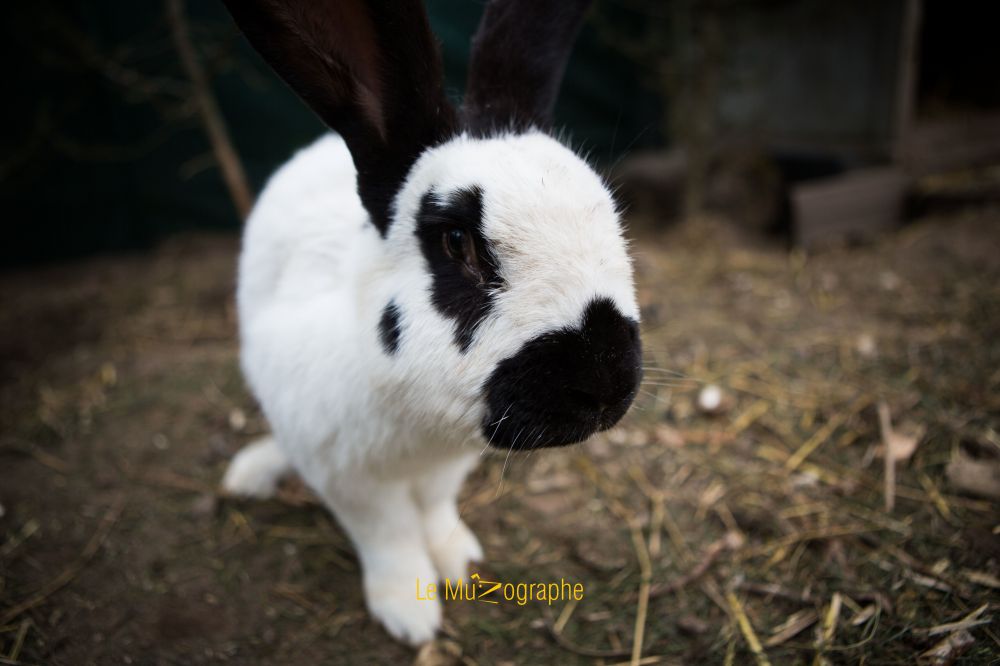 Jeannot par Le MuZographe, Berry
