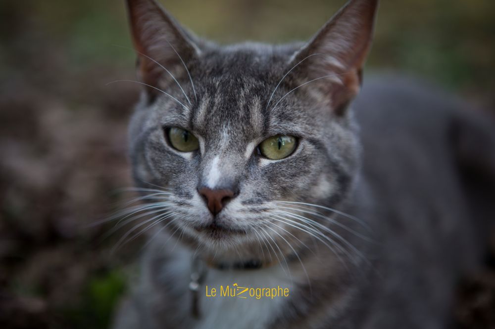 iouki par Le MuZographe, Berry 2014