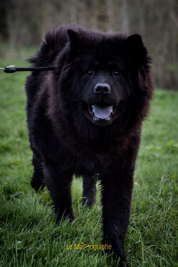 Ice T par le MuZographe, photographe pour chiens