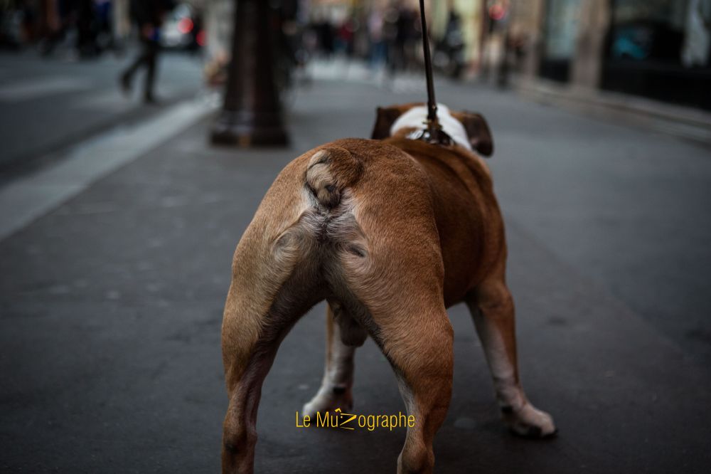 Bulldog par Le MuZographe, photographe pour chiens
