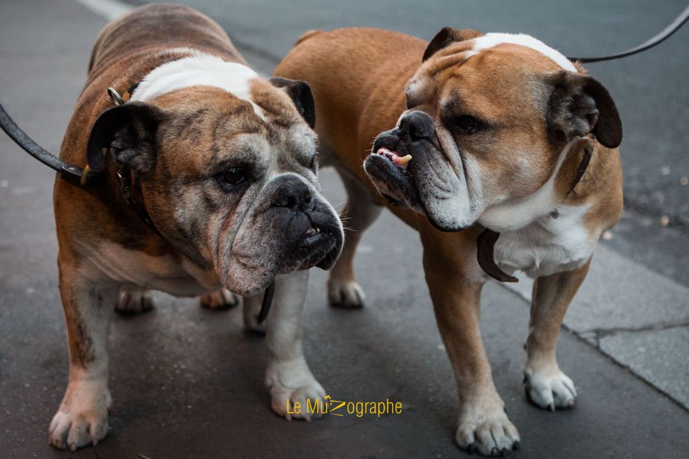 Bulldogs du Marais par le MuZographe
