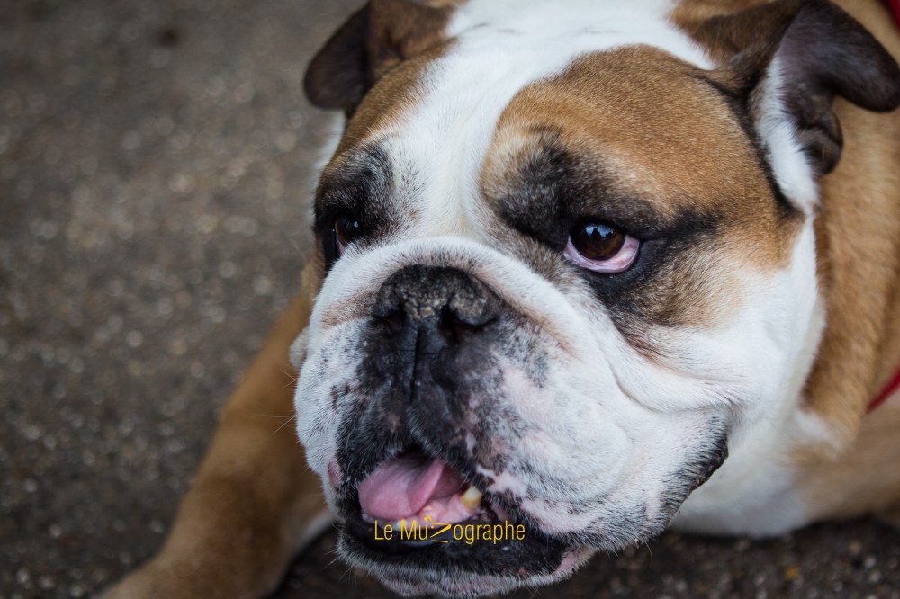Monty pour Le MuZographe, photographe pour chiens Londres, 2014