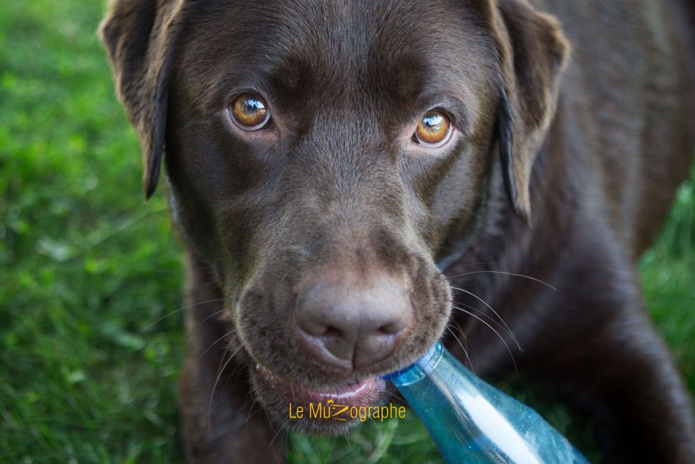 © Le MuZographe, Photographe pour chiens, chats et autres museaux