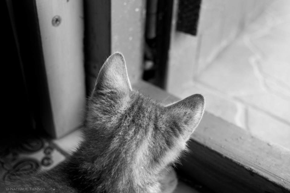 264480_342914902507001_836594304_n