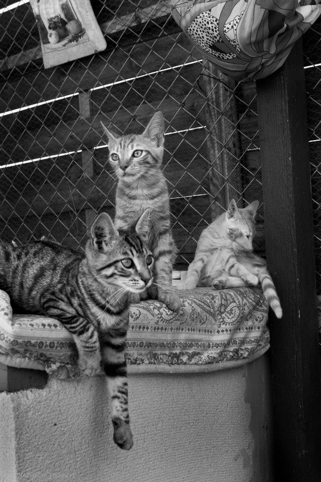 944761_342917442506747_357136845_n