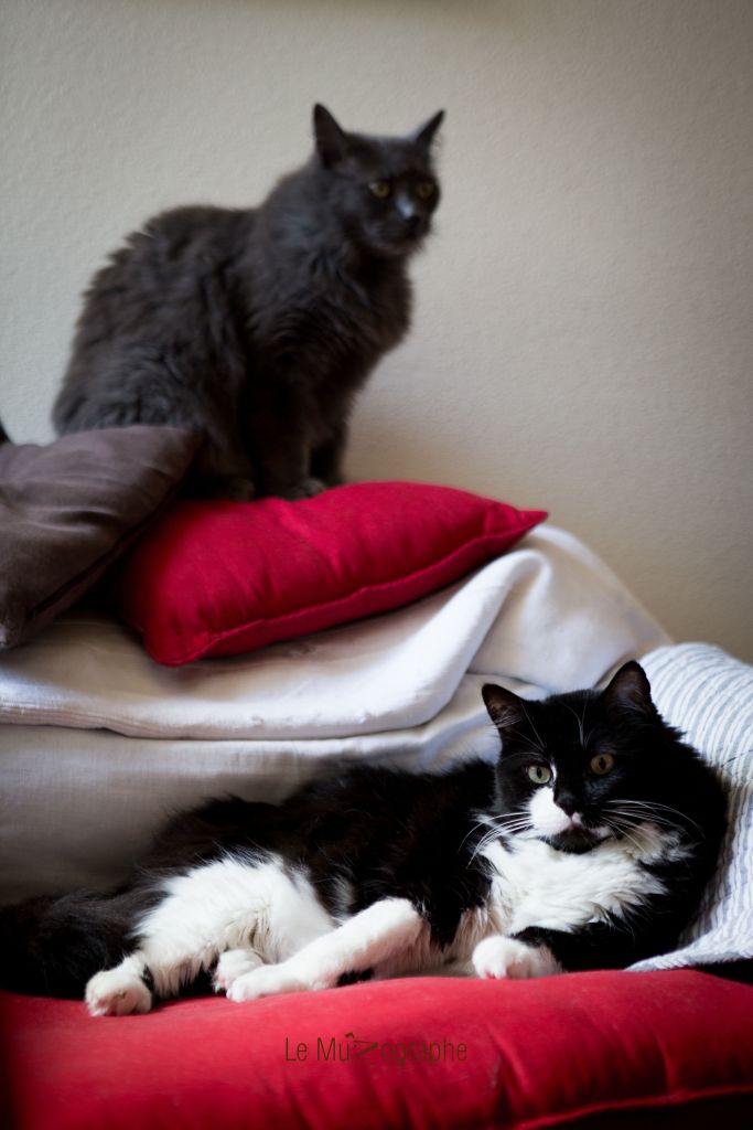 Chat par Le MuZographe, Photographe-chat-Chien