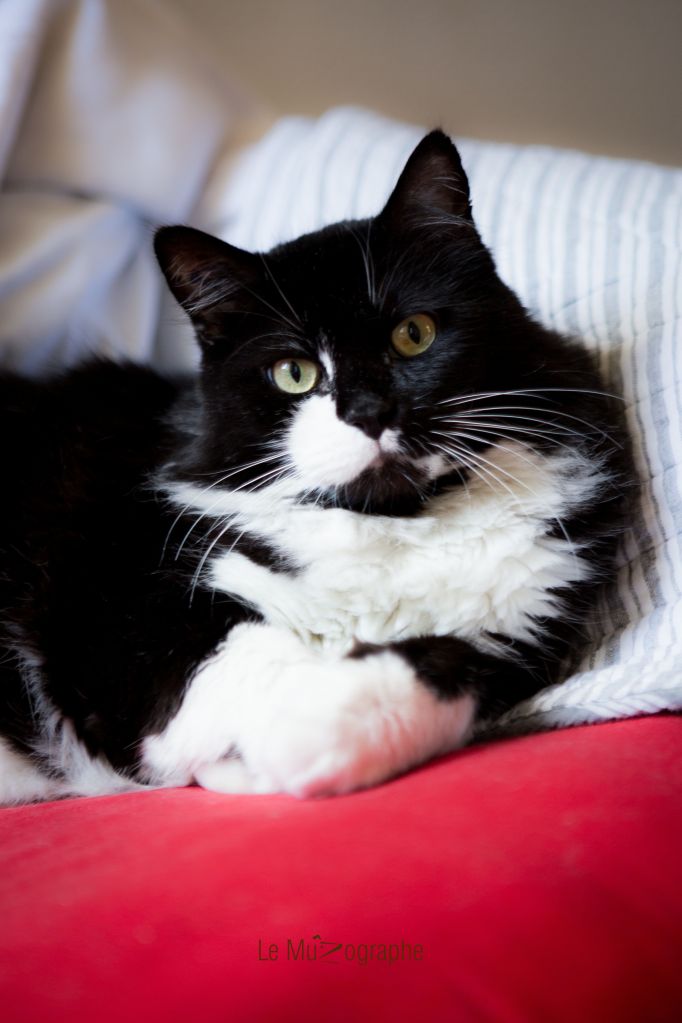 Chat par Le MuZographe, Photographe-chat-Chien