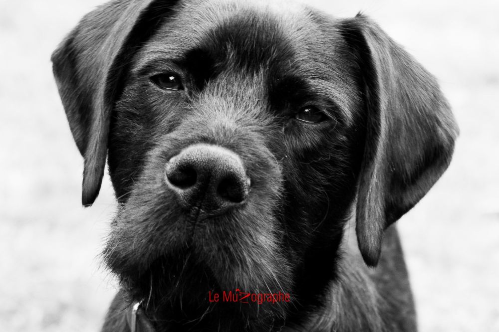 Ito pour Le MuZographe