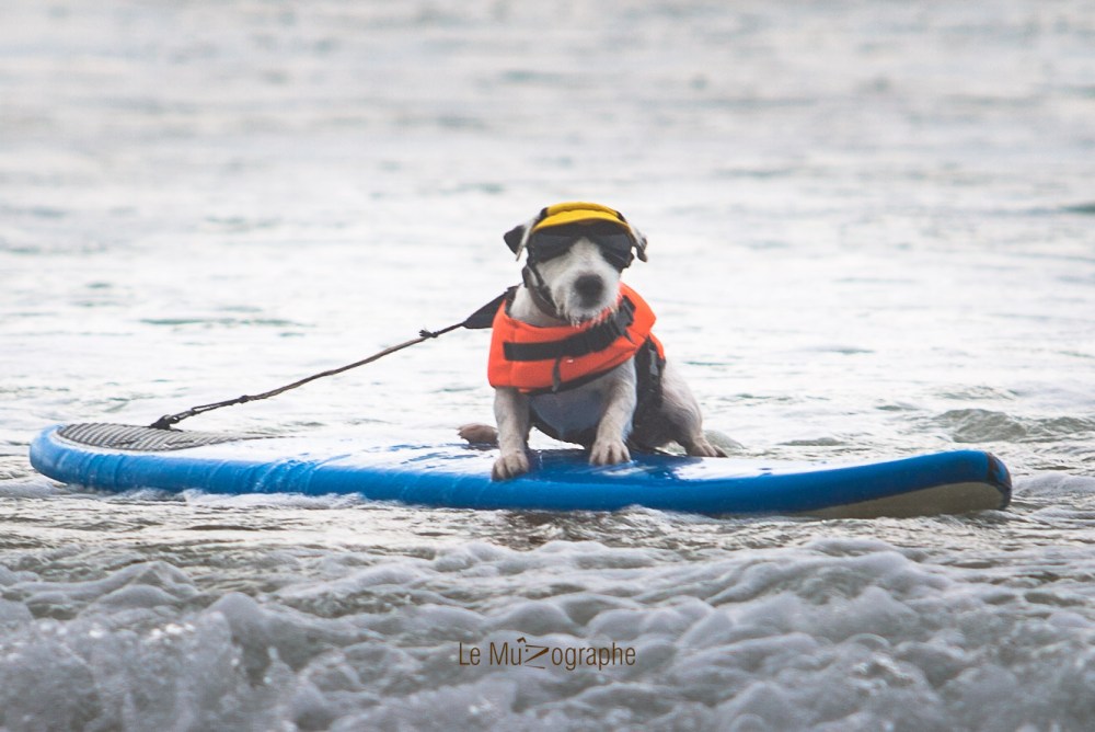 Toutous SURFEURS-136