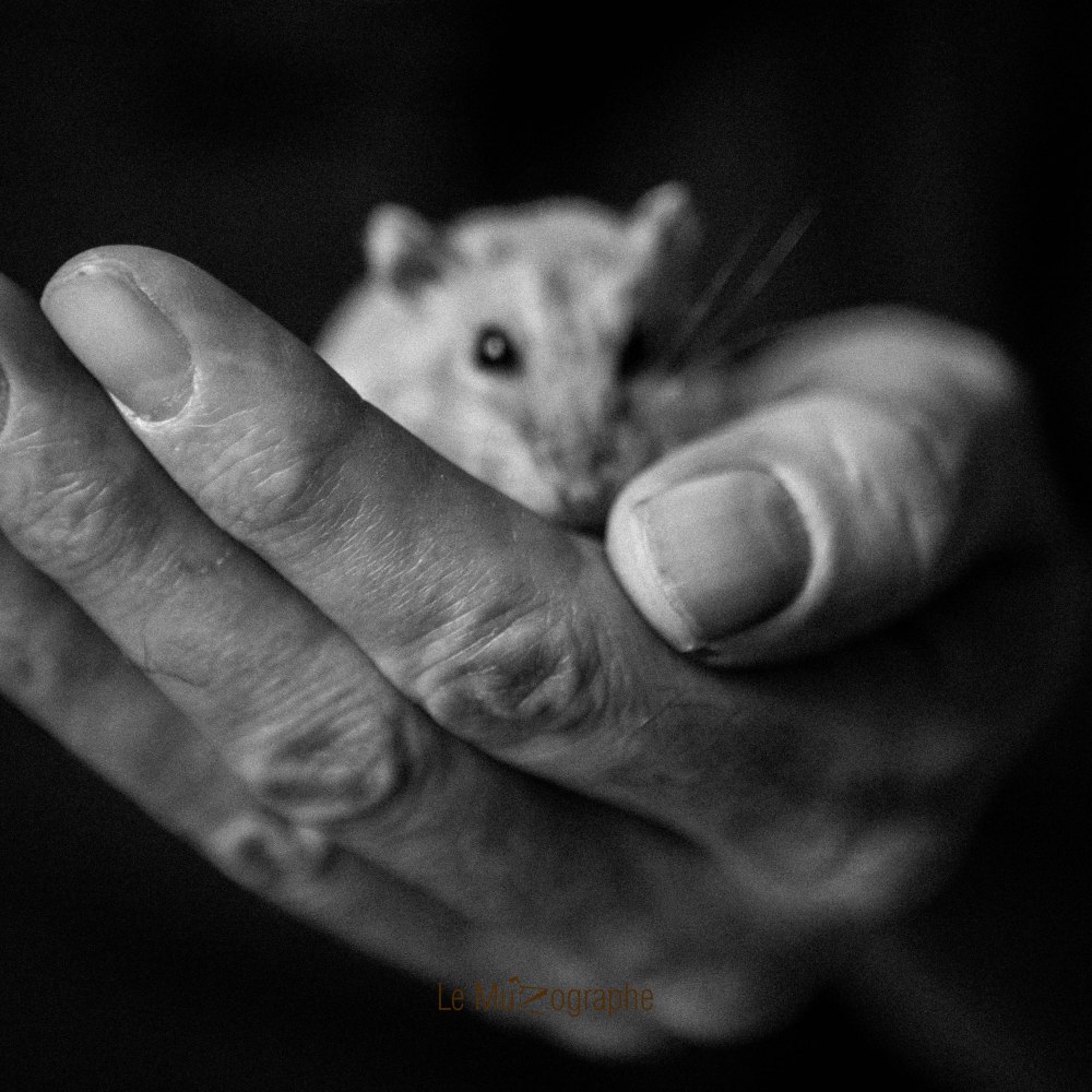 Quenotte © Nathalie Tiennot - Le MuZographe