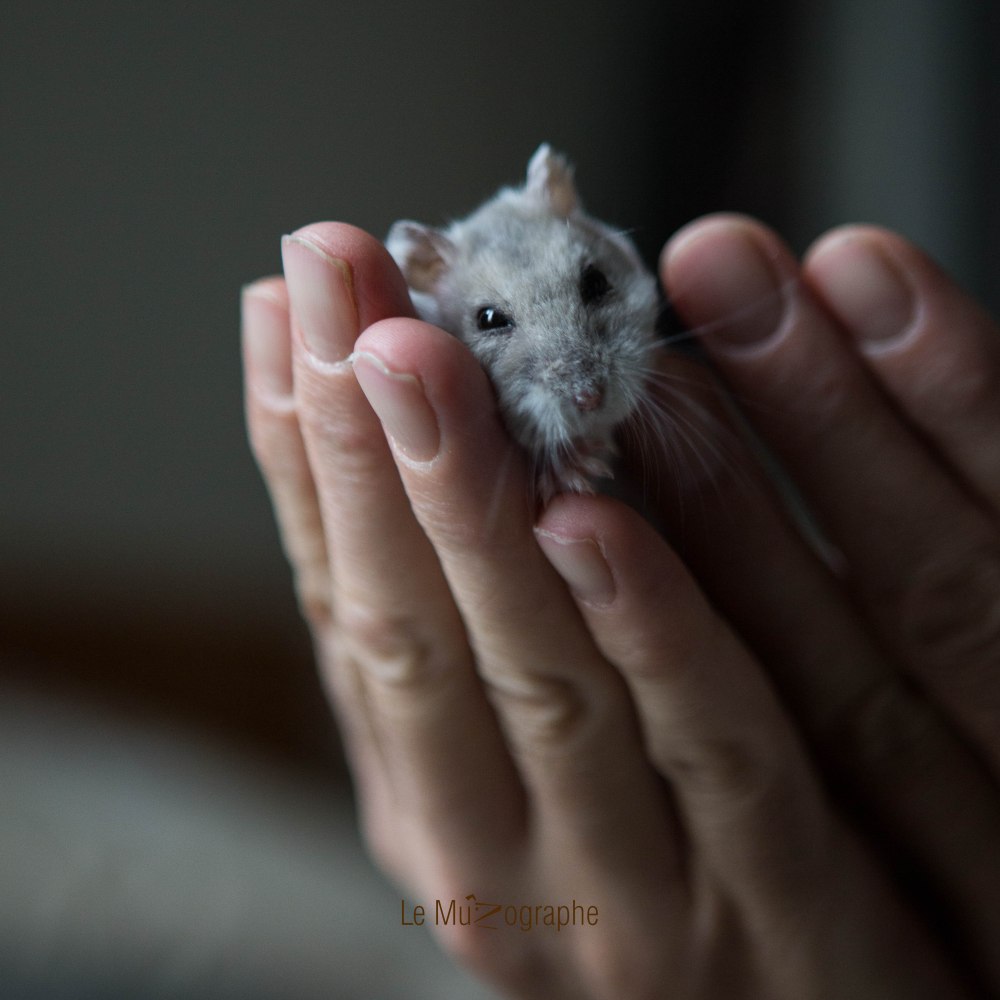 Quenotte © Nathalie Tiennot - Le MuZographe