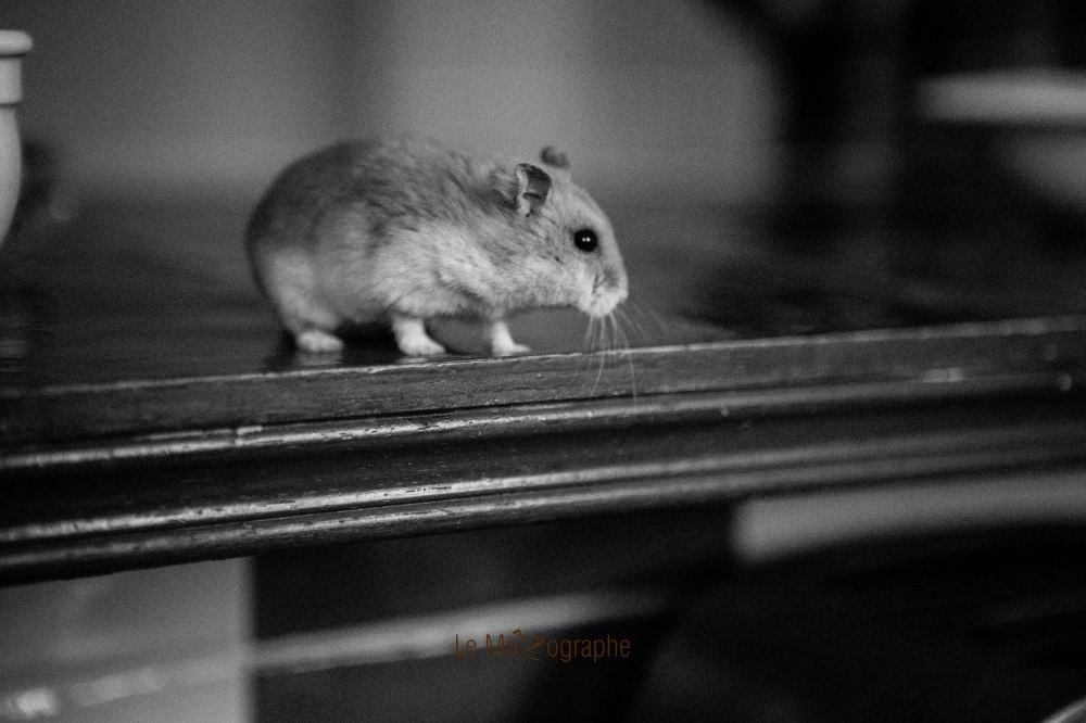 Quenotte © Nathalie Tiennot - Le MuZographe