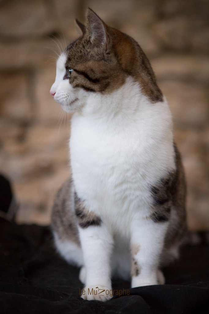 Pic et Poc © Le MuZographe