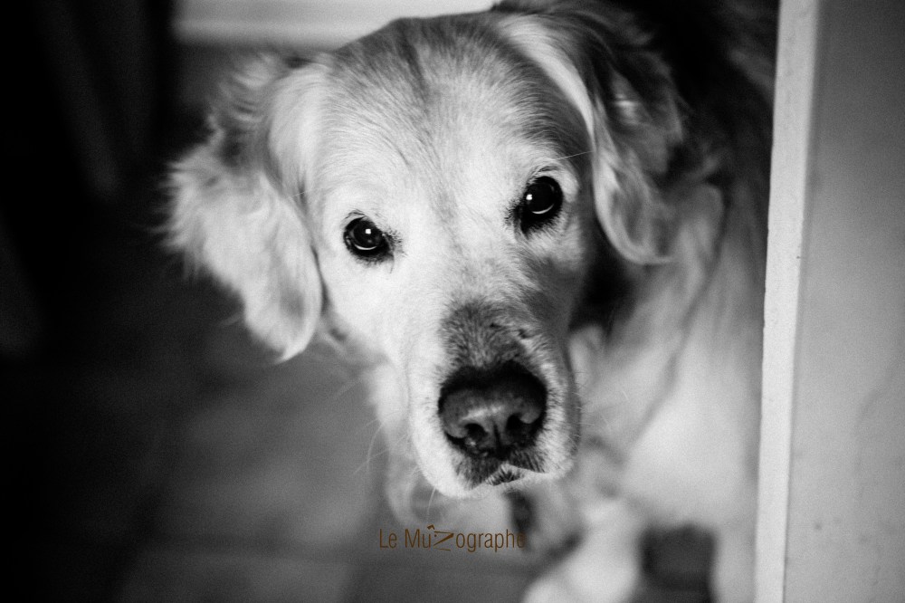 Bandit © Le Muzographe, photographe de museaux