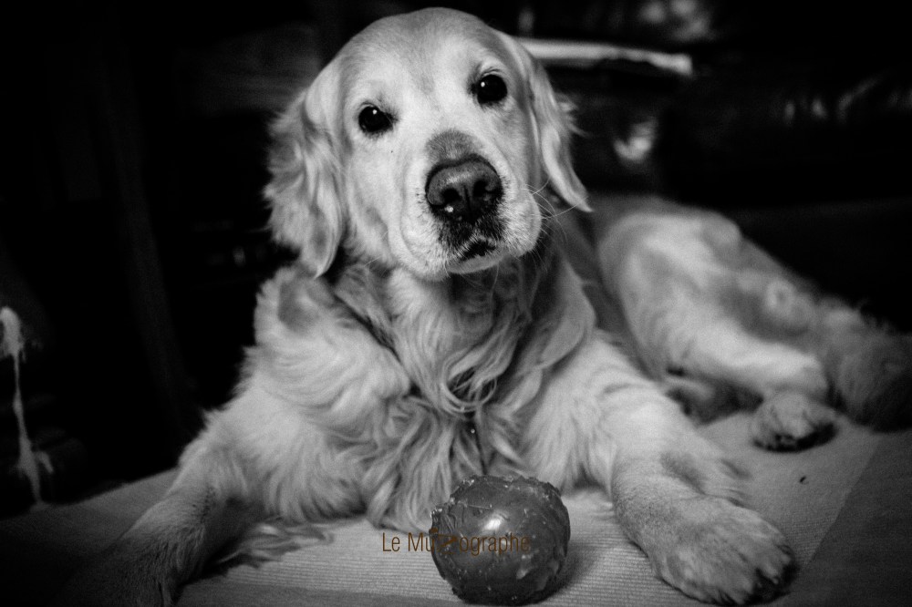 Bandit © Le Muzographe, photographe de museaux