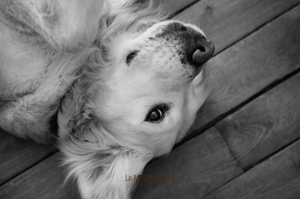 Bandit © Le Muzographe, photographe de museaux