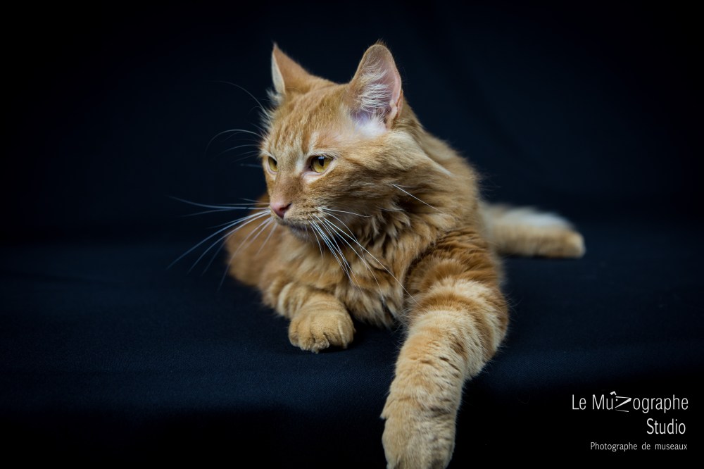 Lulu © Le MuZographe, 2015