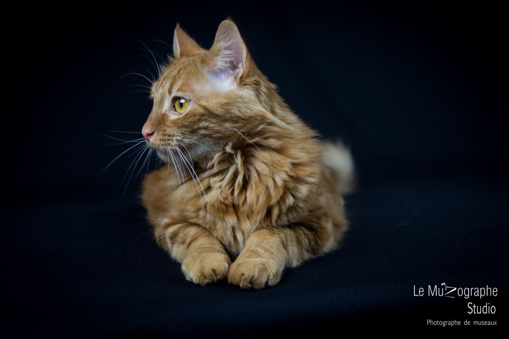 Lulu © Le MuZographe, 2015