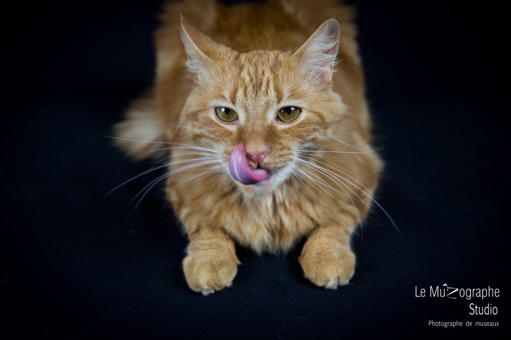 Lulu © Le MuZographe, 2015