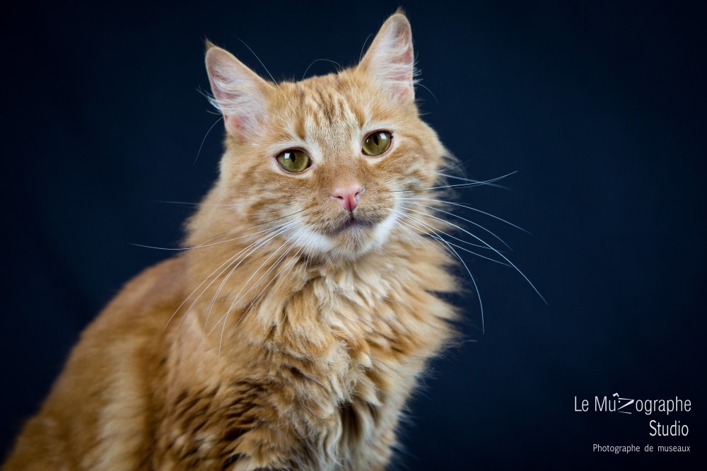 Lulu © Le MuZographe, 2015