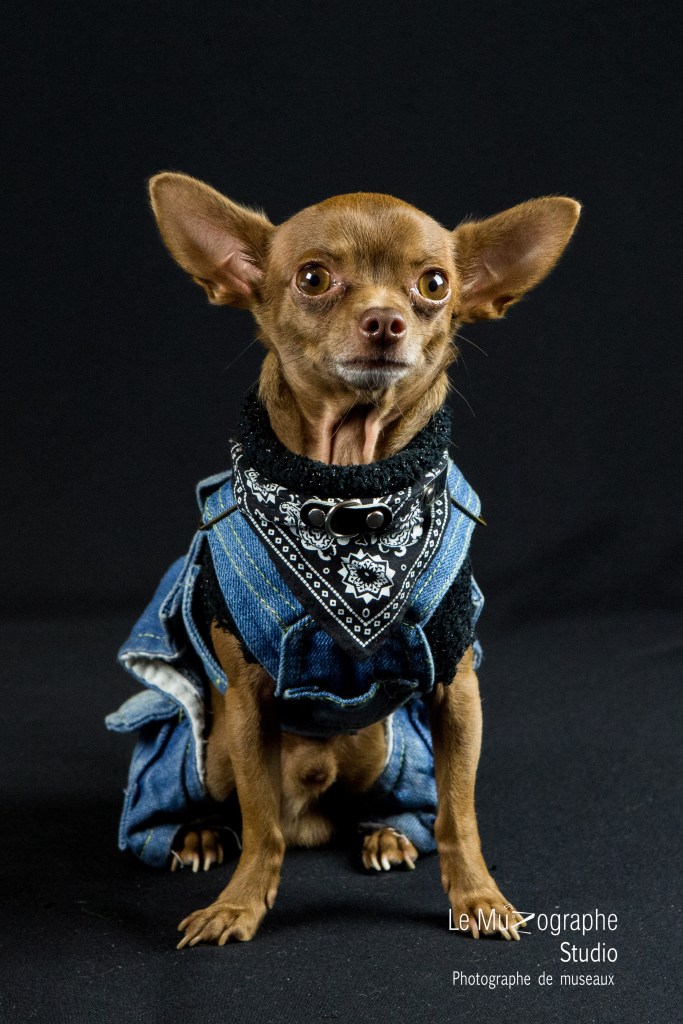 Junior © Le MuZographe Studio, 2015