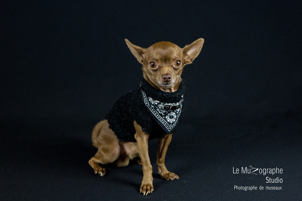 Junior © Le MuZographe Studio, 2015