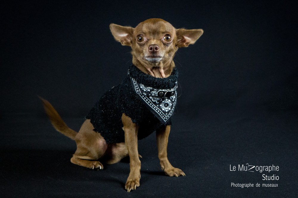 Junior © Le MuZographe Studio, 2015