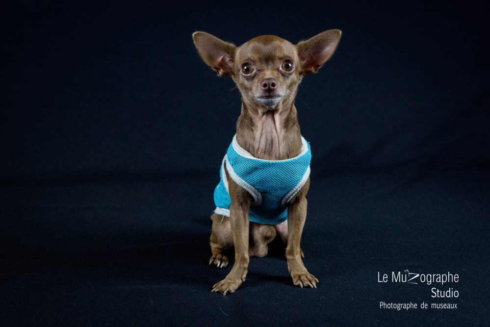 Junior © Le MuZographe Studio, 2015