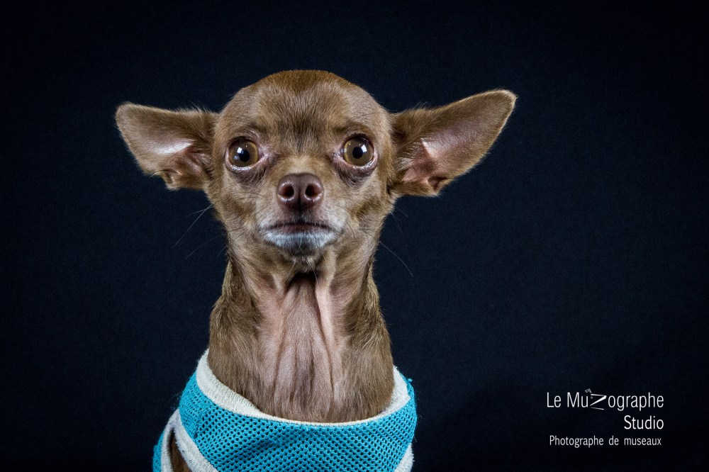 Junior © Le MuZographe Studio, 2015