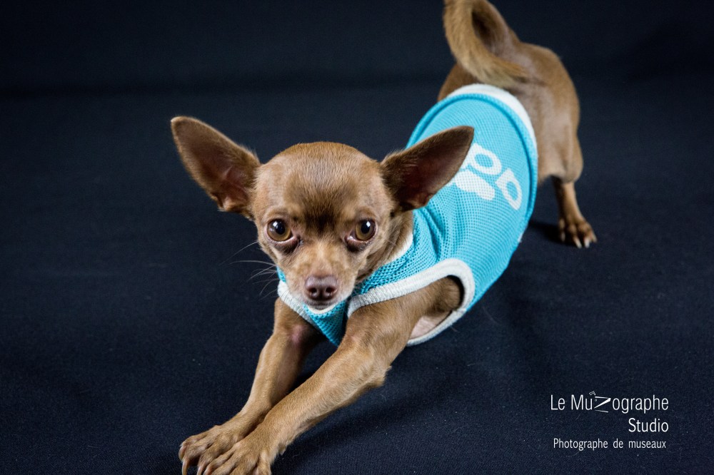 Junior © Le MuZographe Studio, 2015