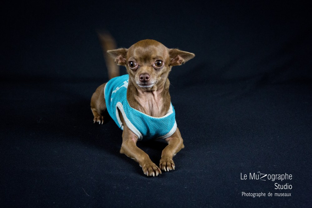 Junior © Le MuZographe Studio, 2015