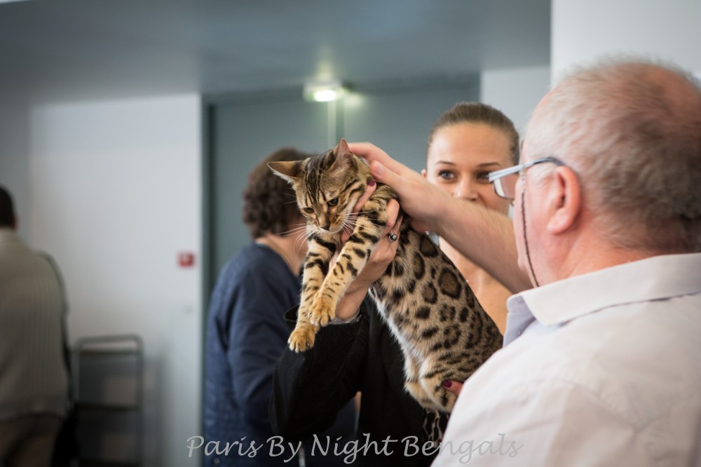 Paris By Night Bengals © Le MuZographe, Chatillon, 2015