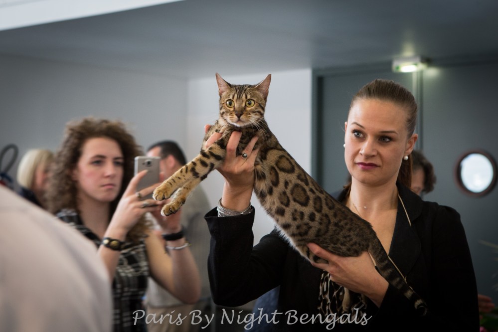 Paris By Night Bengals © Le MuZographe, Chatillon, 2015