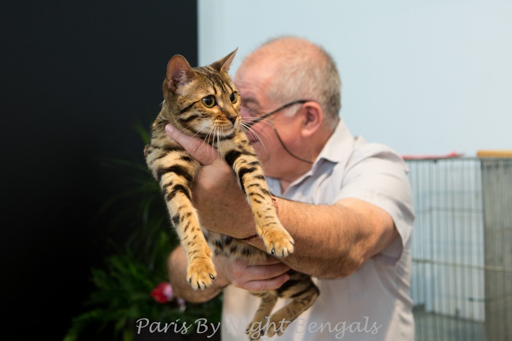 Paris By Night Bengals © Le MuZographe, Chatillon, 2015