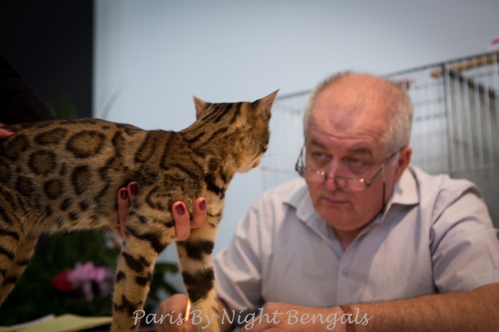 Paris By Night Bengals © Le MuZographe, Chatillon, 2015