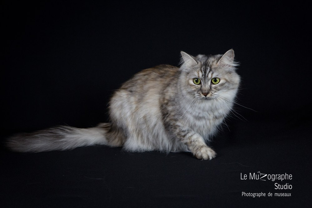 Varvara Kraja Omili Stars © Le MuZographe, 2015