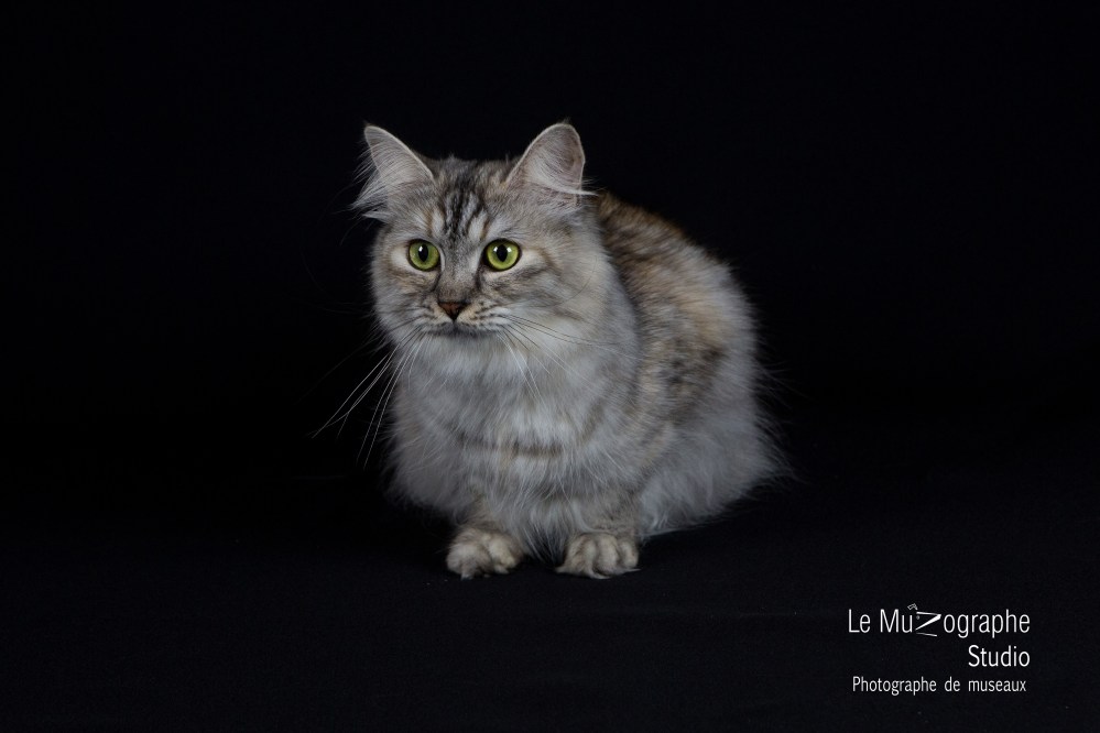 Varvara Kraja Omili Stars © Le MuZographe, 2015