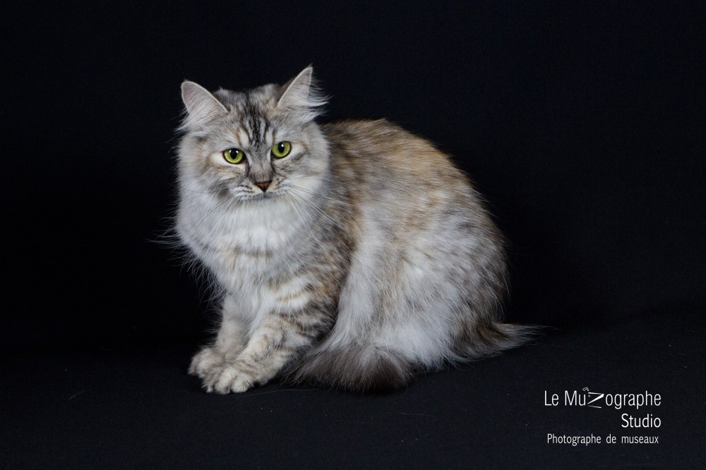 Varvara Kraja Omili Stars © Le MuZographe, 2015