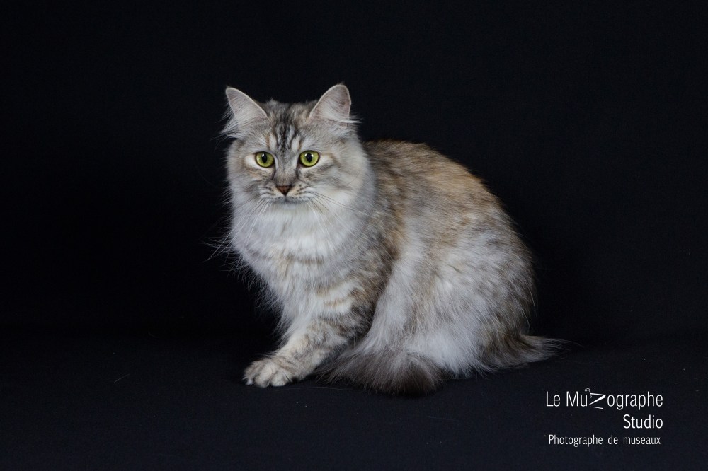 Varvara Kraja Omili Stars © Le MuZographe, 2015