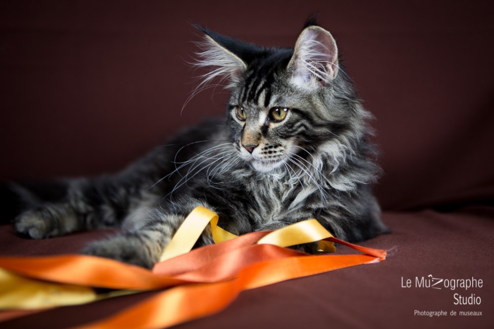 Loky des secrets de Loly © Le MuZographe