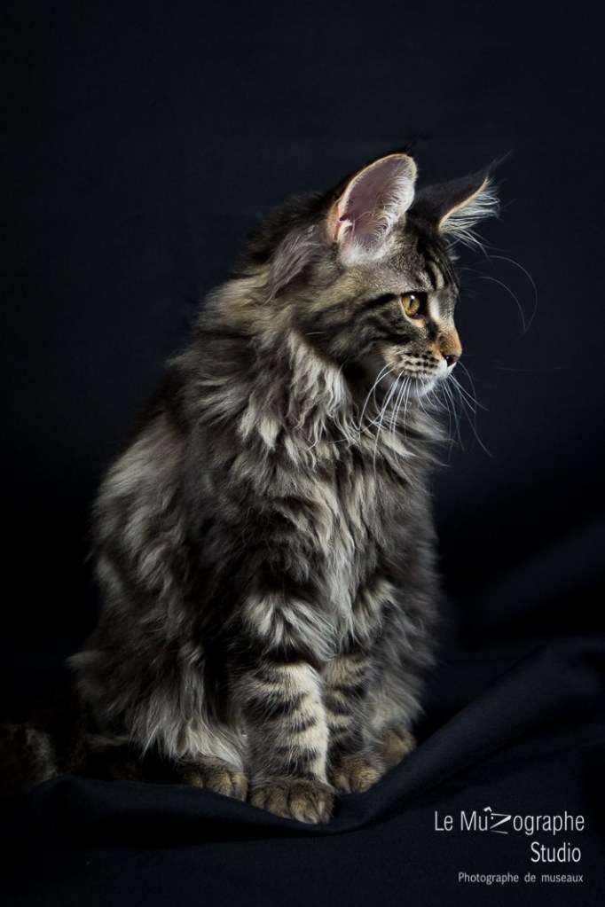 Loky des secrets de Loly © Le MuZographe