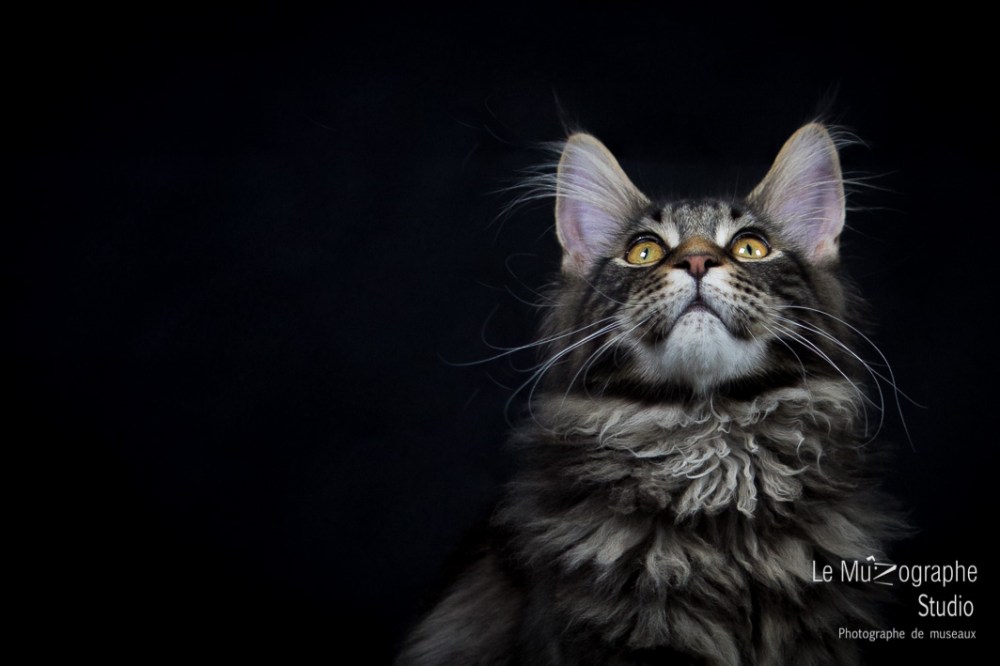 Loky des secrets de Loly © Le MuZographe