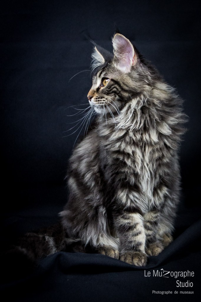 Loky des secrets de Loly © Le MuZographe