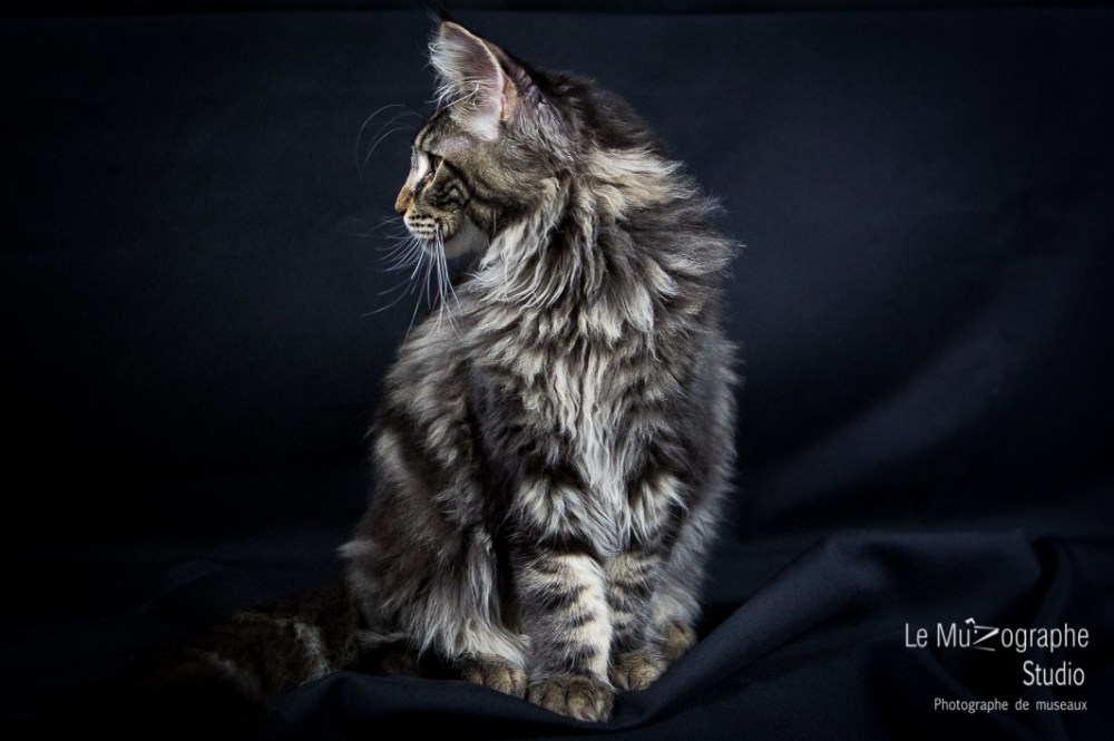 Loky des secrets de Loly © Le MuZographe