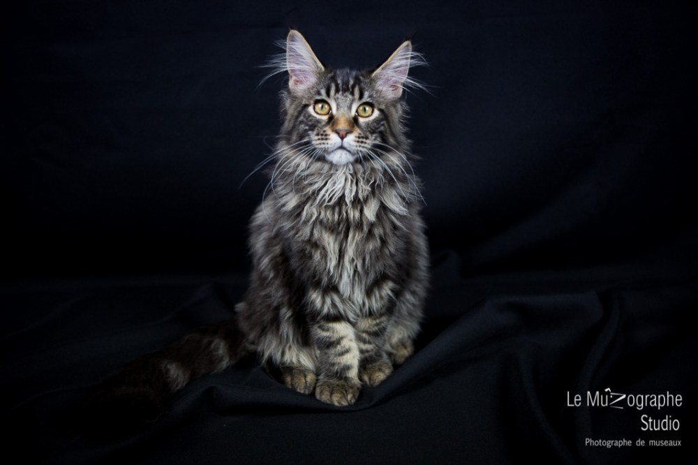 Loky des secrets de Loly © Le MuZographe