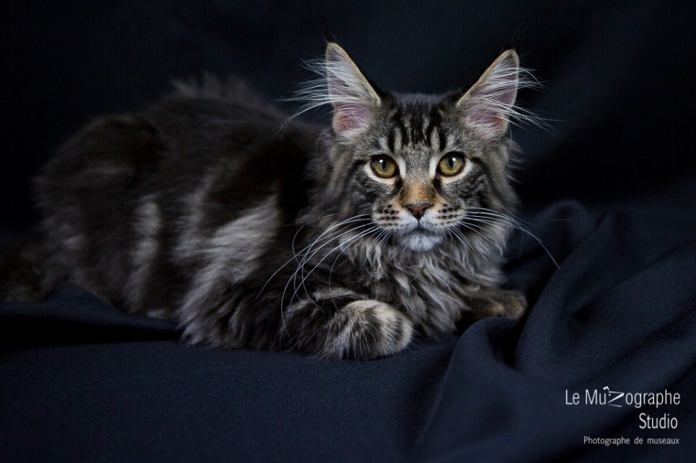 Loky des secrets de Loly © Le MuZographe