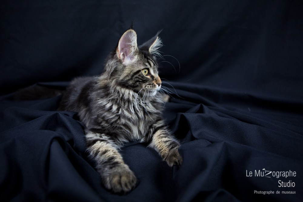 Loky des secrets de Loly © Le MuZographe