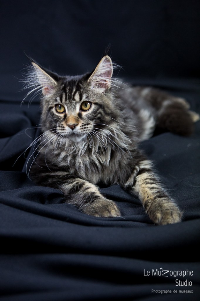 Loky des secrets de Loly © Le MuZographe