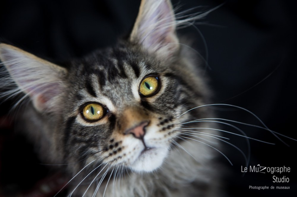 Loky des secrets de Loly © Le MuZographe